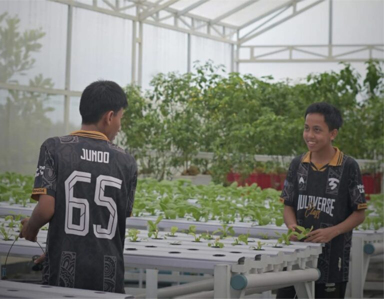 Pakcoy Hidroponik Premium